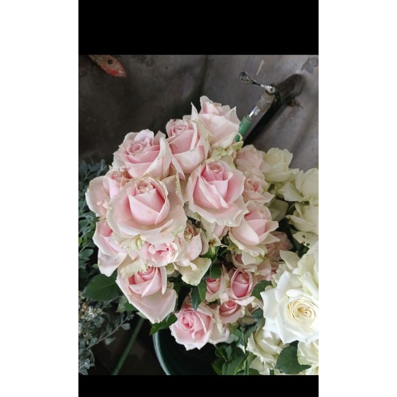 bunga mawar potong mawar dekorasi