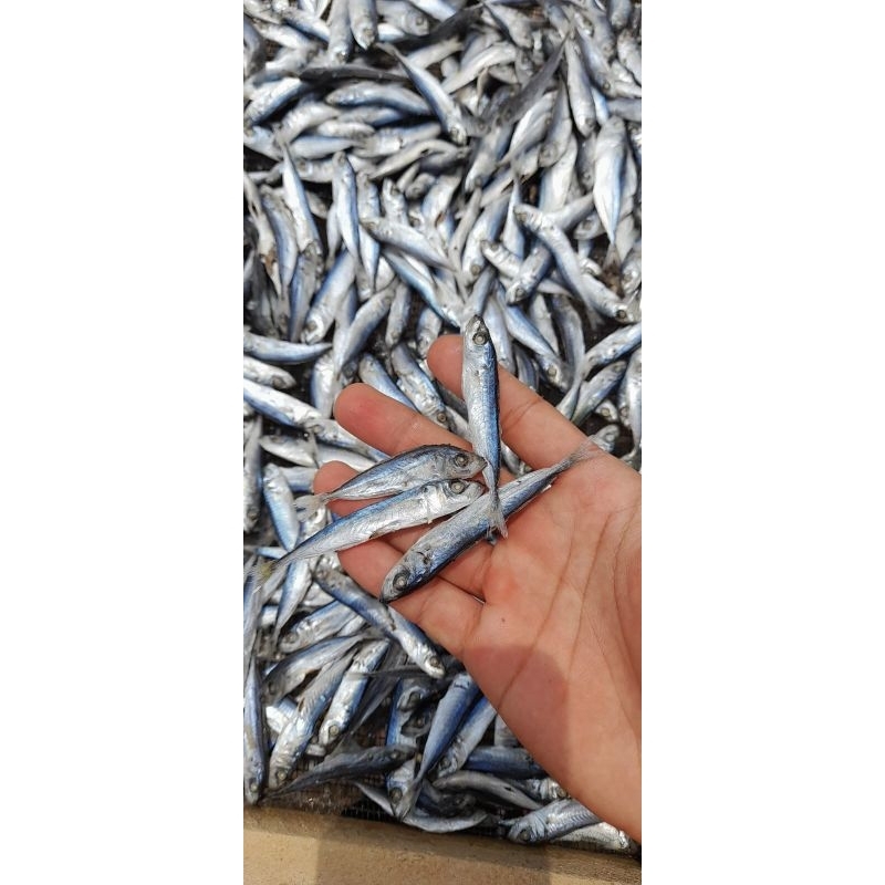 

IKAN ASIN SARAI 1KG