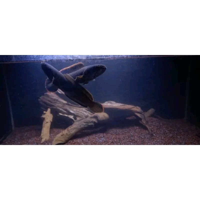 Pair&ProvenC.Limbata Proven 15-17CM[ikan aktif]