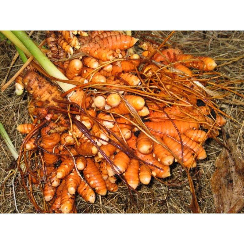 

Kunyit fresh - Rempah alami 100gr