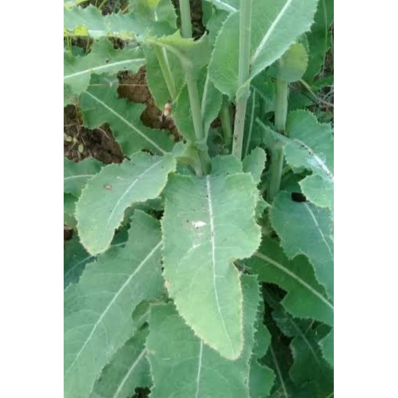 

Daun tempuyung segar 1kg