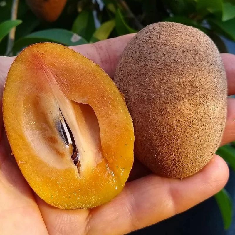 

SAWO MADU SUPER MANIS 1KG