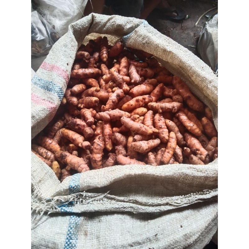 

KUNYIT SUPER BERAT 500 GRAM