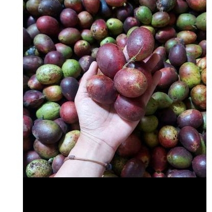 

BUAH MATOA | Matoa di bandung | matoa murah | vegespot