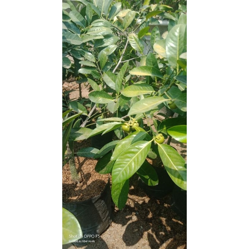 SAWO IMPORT BLACKSAPOTE SAWO HITAM MEXICO KONDISI BERBUAH