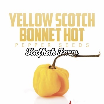 Benih 5 Biji PEPPER Yellow Scotch Bonnet