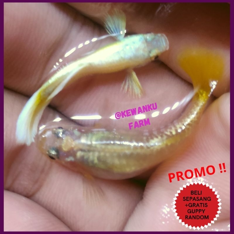 

Gambar Guppy Gold 12 karat Sepasang