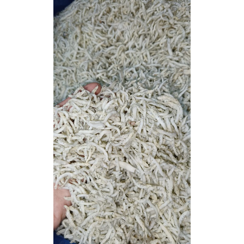 

ikan teri bintik kasar