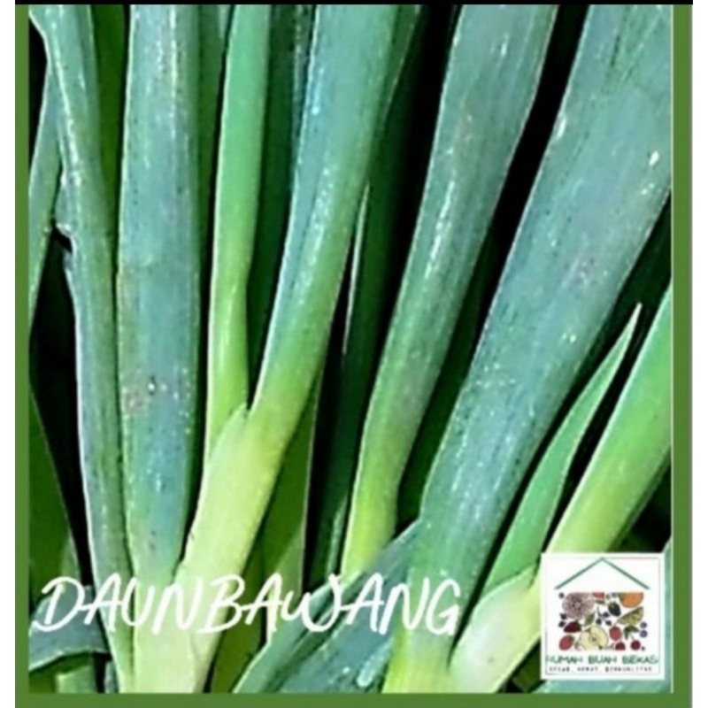 

DAUN BAWANG 1 PACK (150 gr -250 gr), tergantung fluktuasi harga.