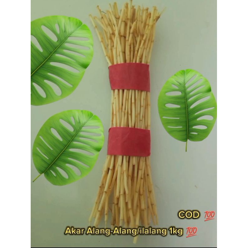 

Akar Alang-Alang/ilalang berat bersih 1kg