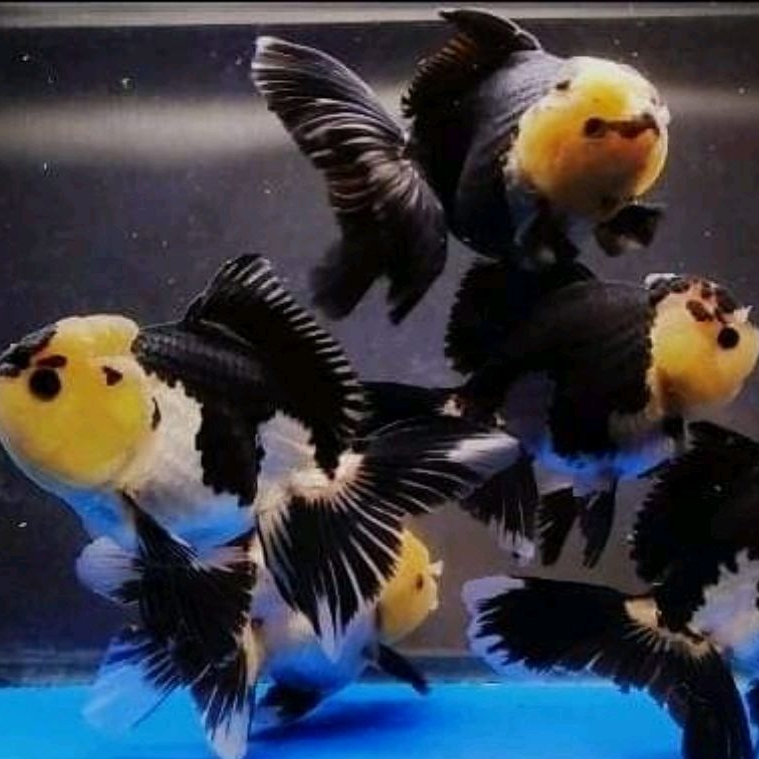 

packing gratis oranda panda berkualitas