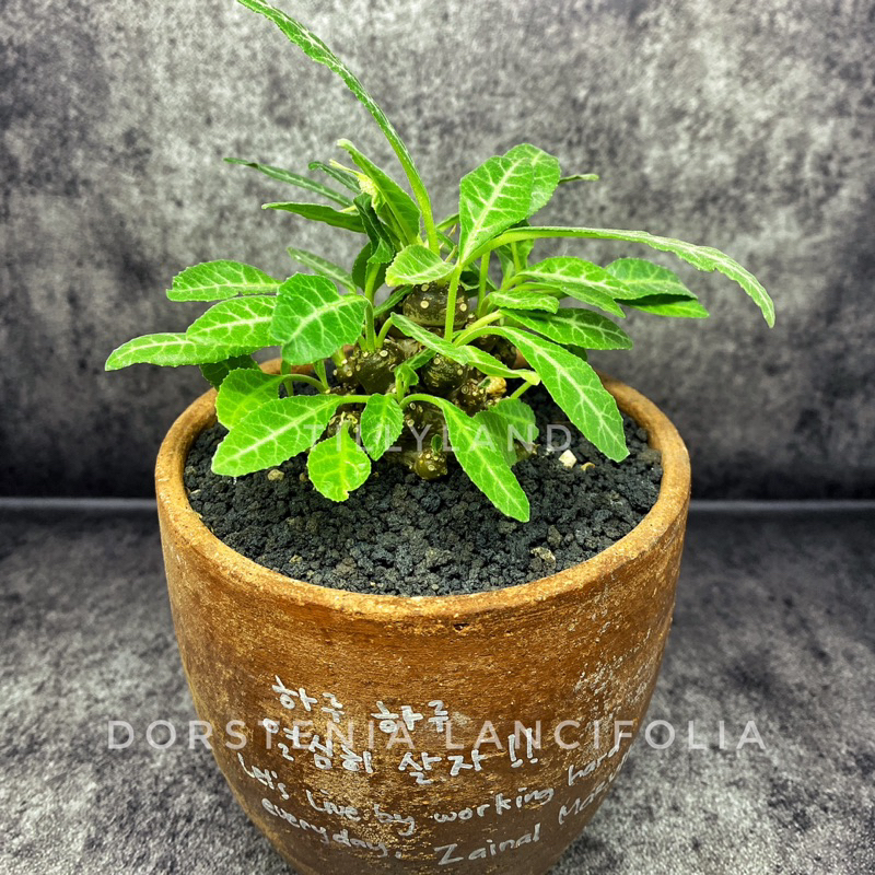 TILLYLAND - Dorstenia Lancifolia (Cluster isi banyak)