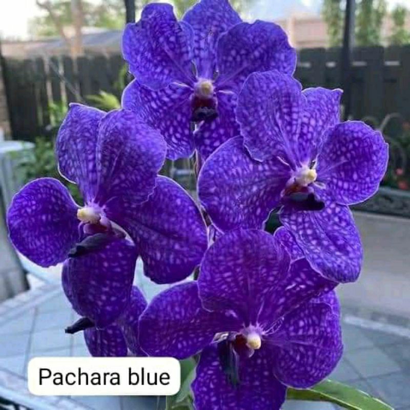anggrek Vanda pachara blue dewasa spike+pot angrek Vanda bunga biru Niming tanamanhias