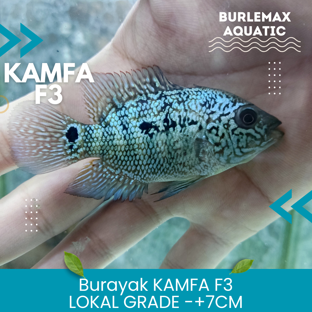 Burayak kamfa F3 Grade Size -+4 cm