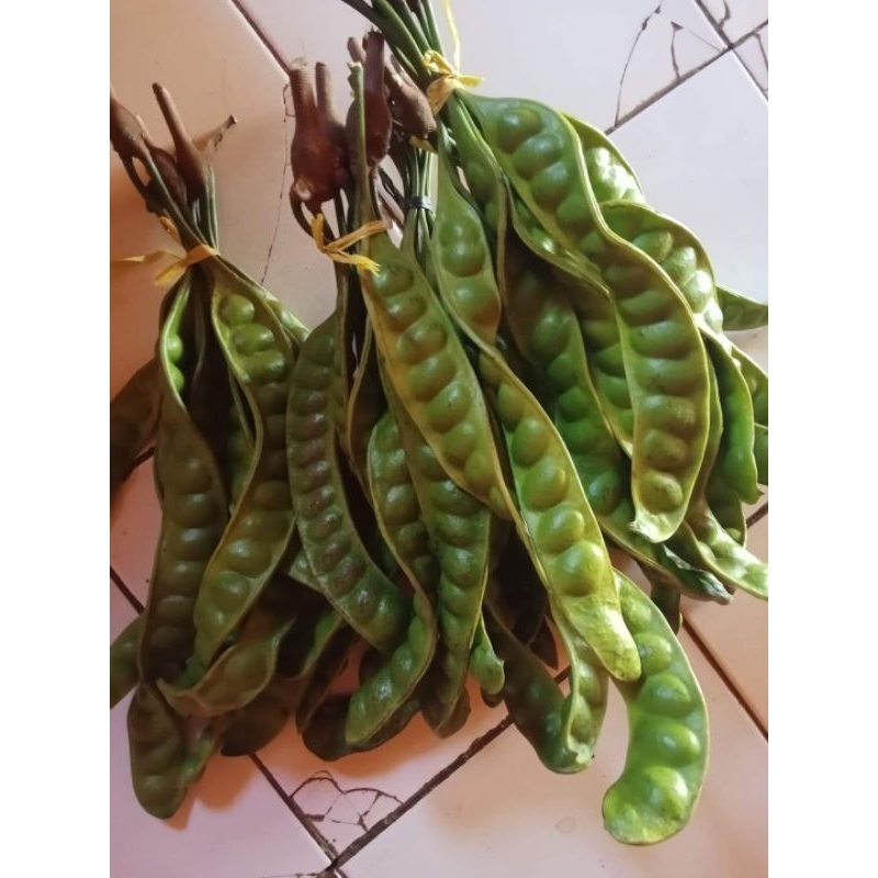 

PETAI/PETE 1 IKAT (10 LONJOR)