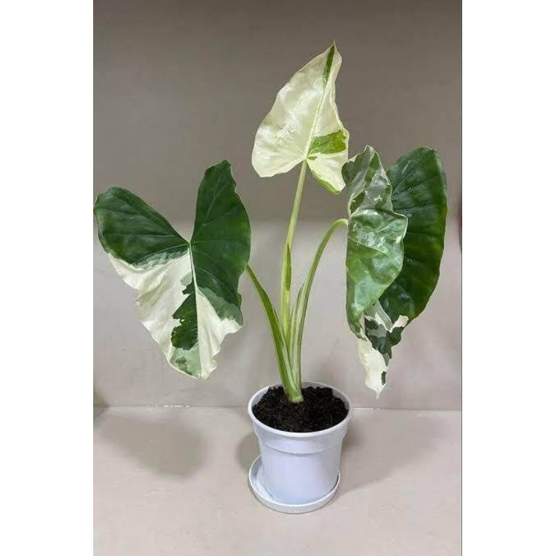 Tanaman hias colocasia senvar ( sente varigata putih )