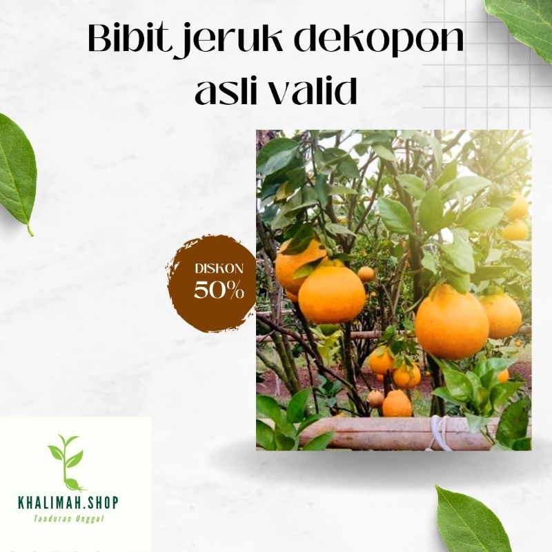 Bibit jeruk dekopon asli valid