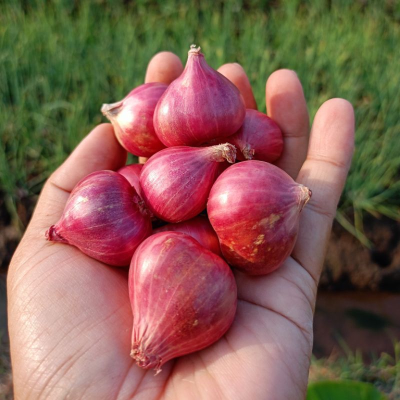 

bawang merah probolinggo 1kg super besar kering murah