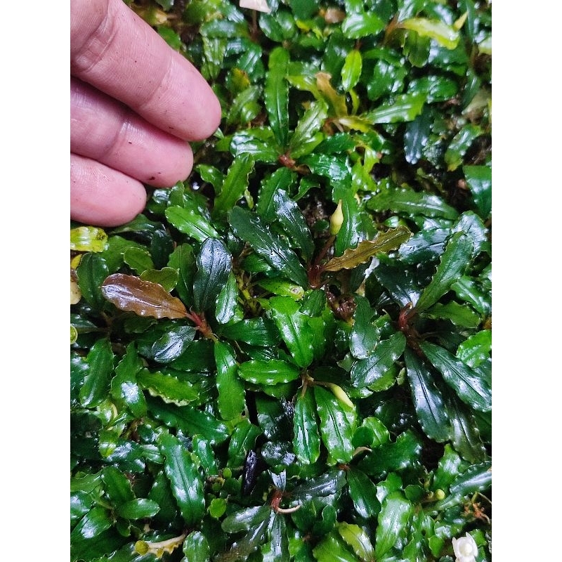 Bucephalandra bilbis 1 kg