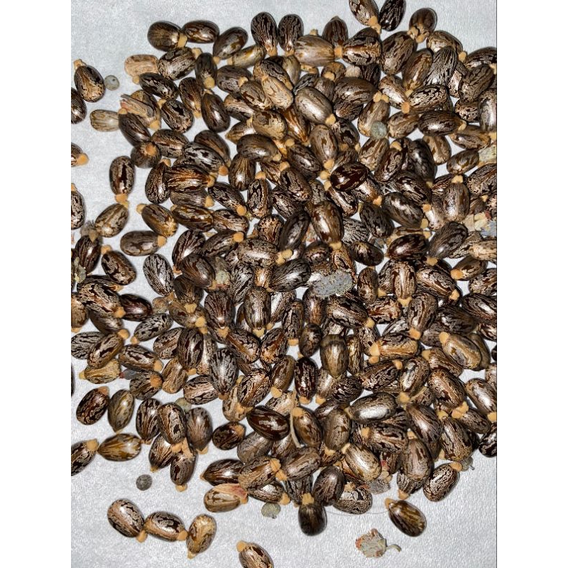 

BIJI JARAK KEPYAR 100 BIJI