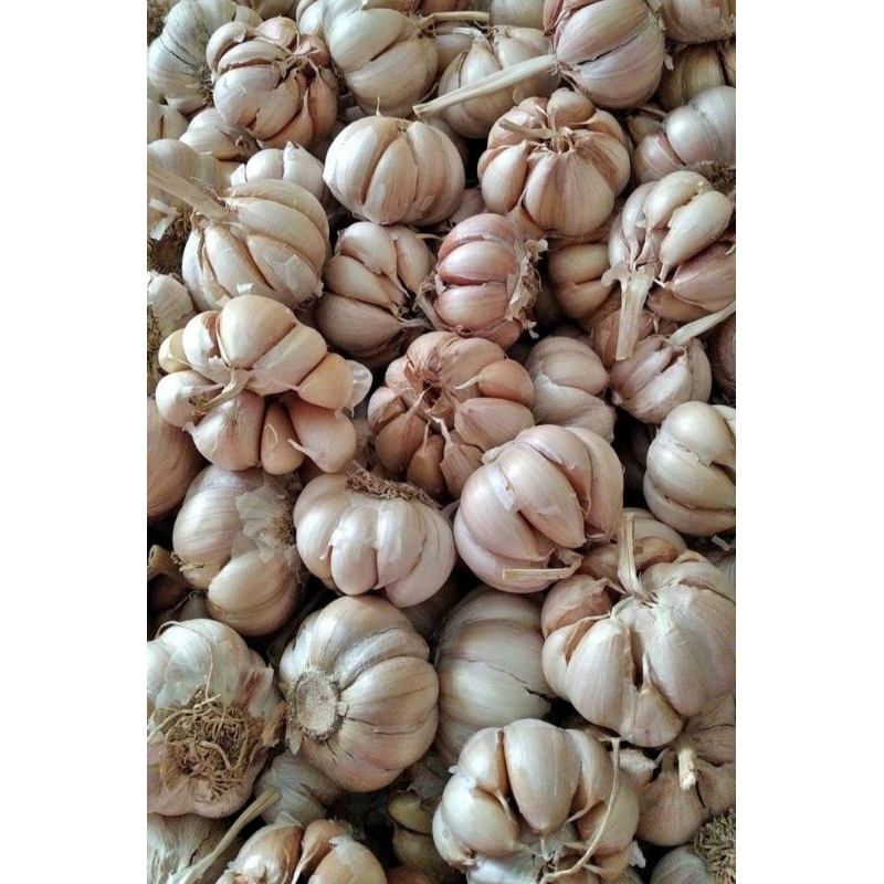 

BAWANG PUTIH 1 KG MURAH MERIAH