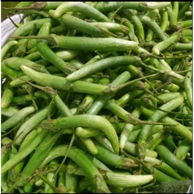 

Terong Medan Hijau Fresh