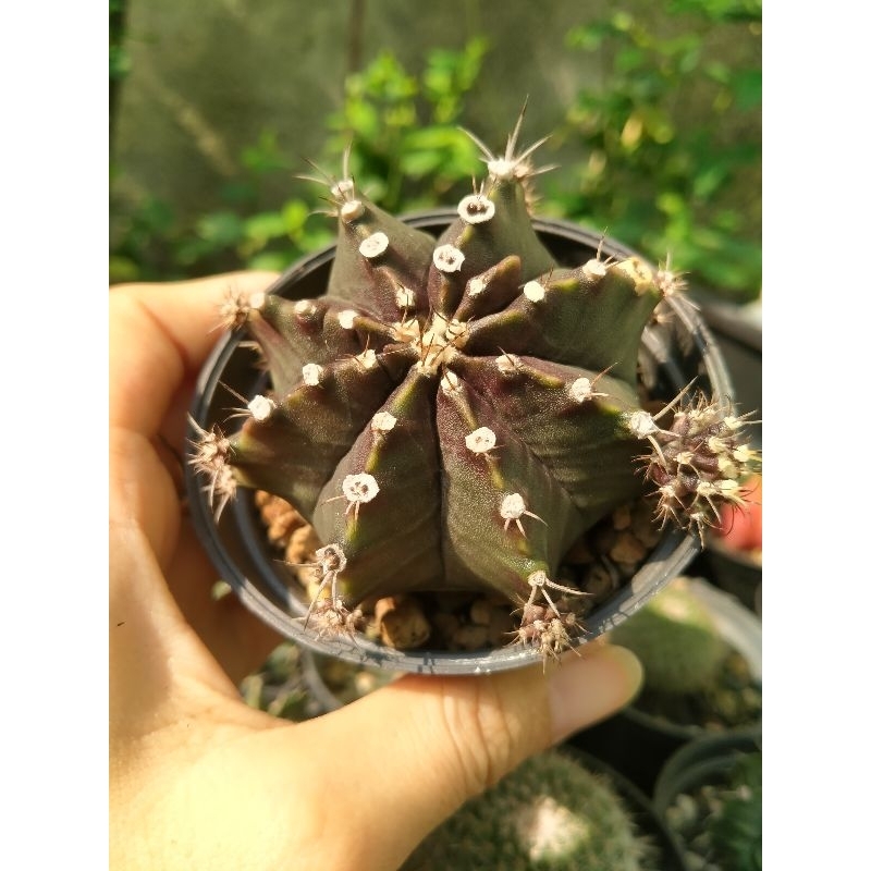 Gymno black pearl big size cantik