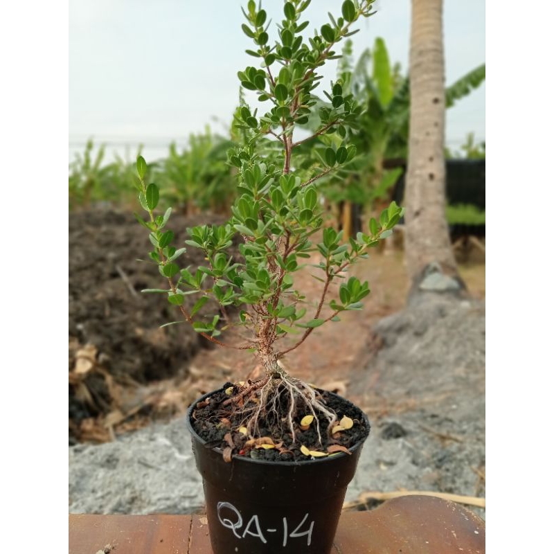 QA-14, SANTIGI KARANG VARIAN DAUN MAWAR ORIGINAL SEMAI BIJI