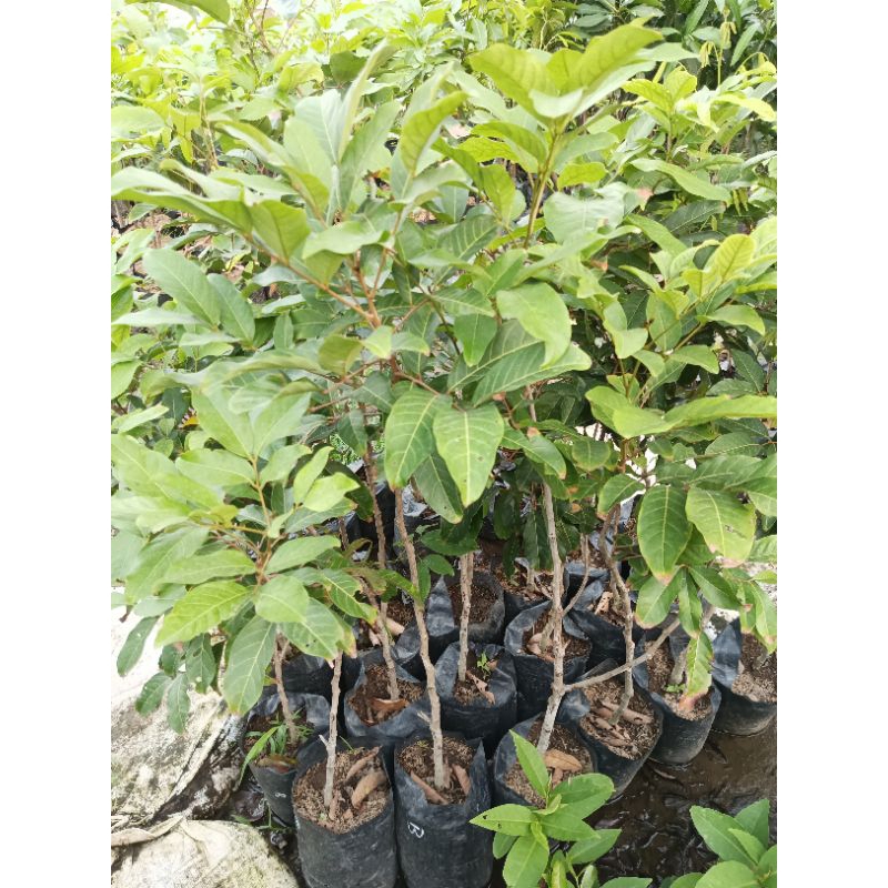 bibit rambutan batuk cangkok kalimantan