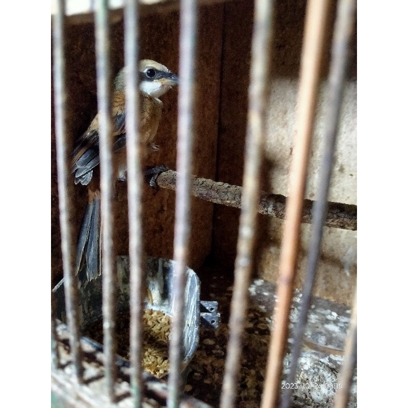 burung pentet ori bali trotolan