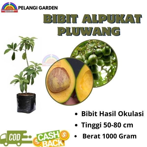 Bibit Alpukat Pluwang, Bibit Alpukat Pluwang Jumbo, Bibit Alpukat Hass