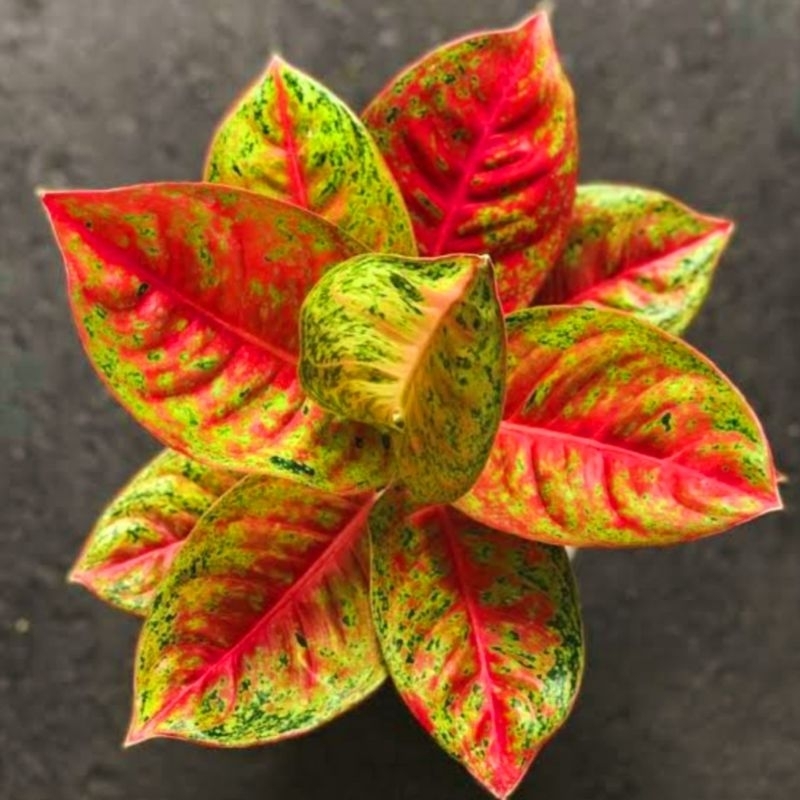 ( BISA COD ) Aglonema Mahasety Merah Mutasi Tanaman Hias Aglonema Aglaonema Mahasety Merah Mutasi Me