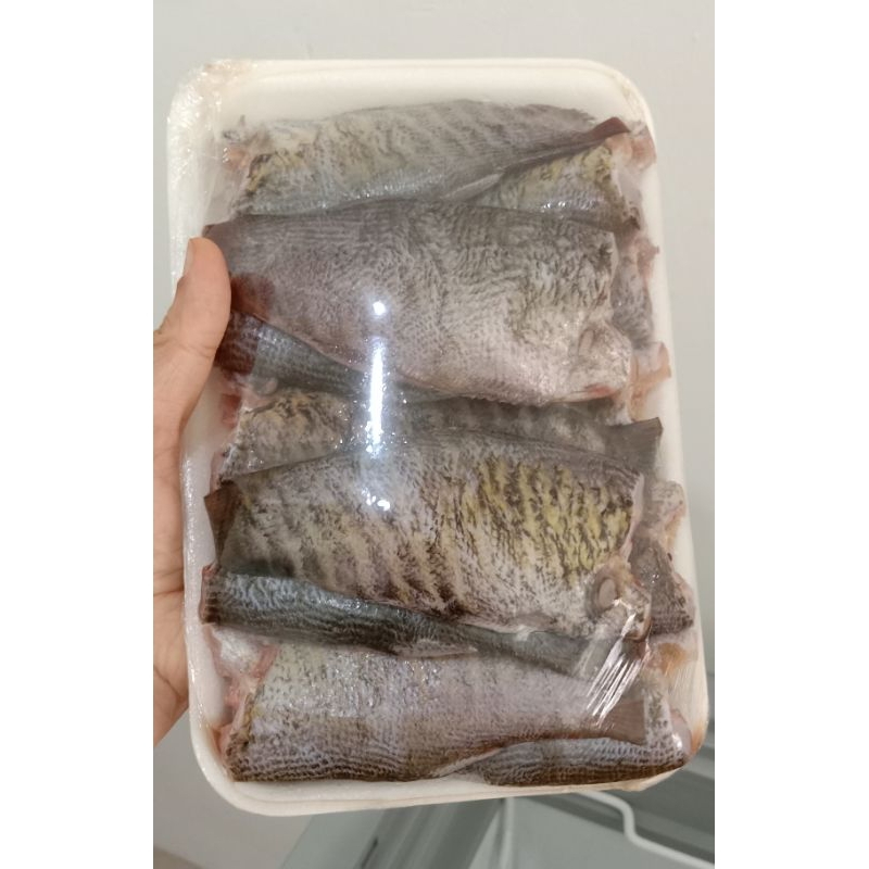 

ikan sepat besar