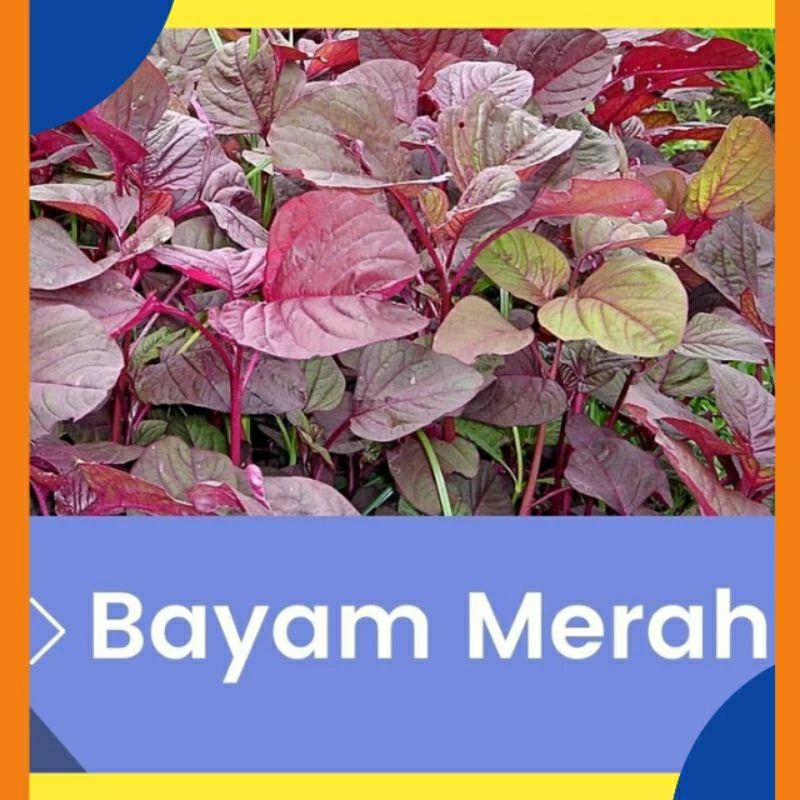 bibit benih bayam merah