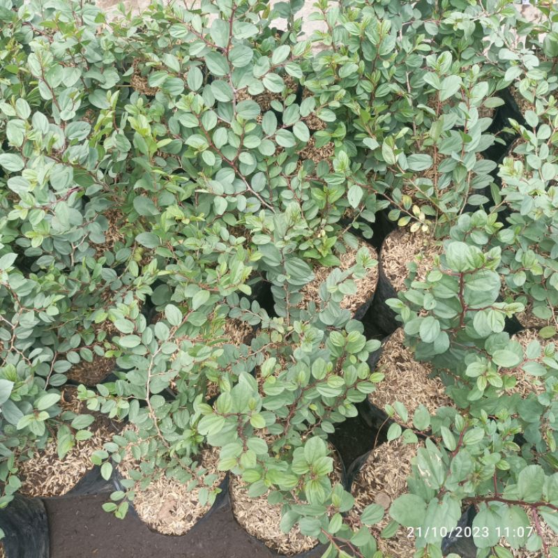 bibit tanaman bidara arab