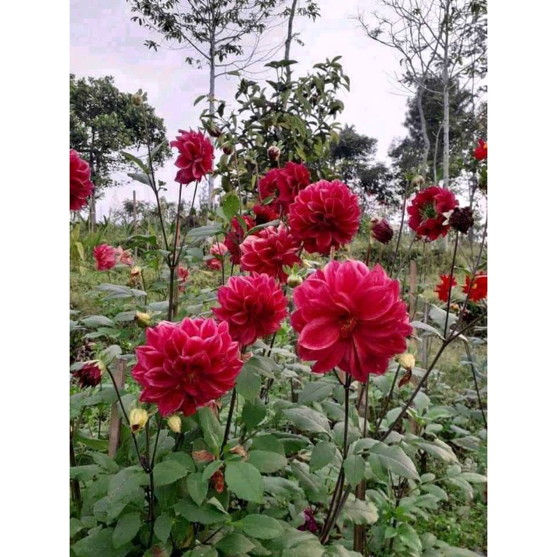 umbi dahlia merah