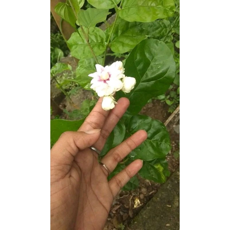 melati tumpuk melati keraton bunga wangi