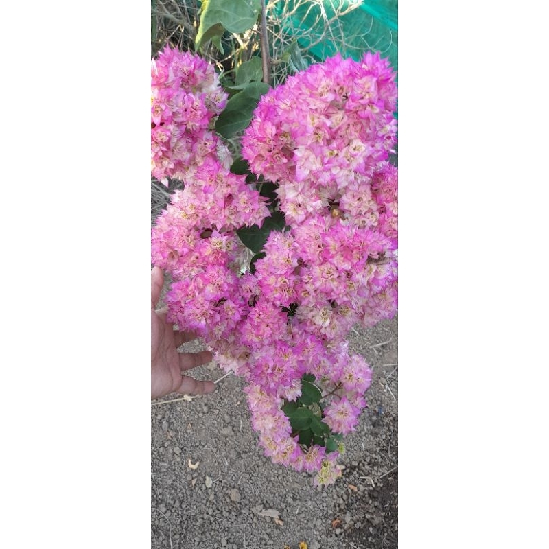 Bougenville Cherry Blossom (bibit)