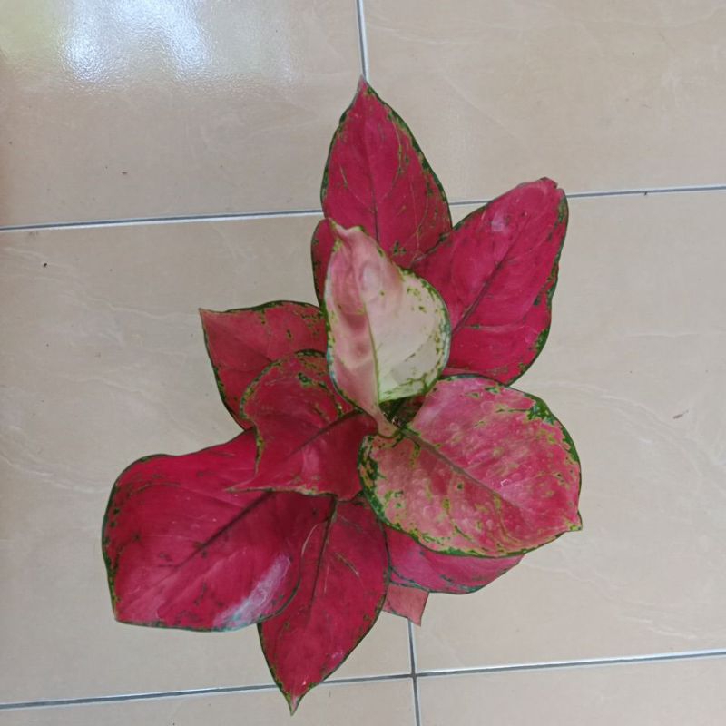 Aglaonema red anjamani