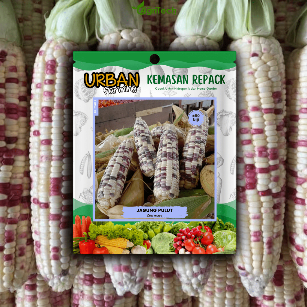 BENIH BIBIT JAGUNG PULUT PUTIH UNGU ISI 50 BIJI JAGUNG RASANYA DUA WARNA