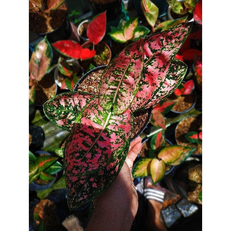 Aglonema ruby Compakta