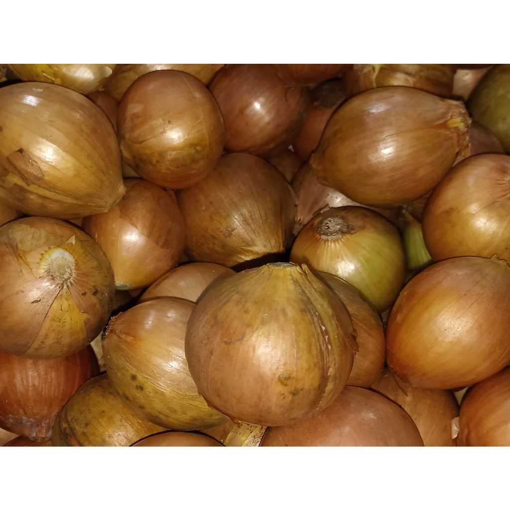 

RB Bawang Bombay Segar 1Kg Kualitas Baik
