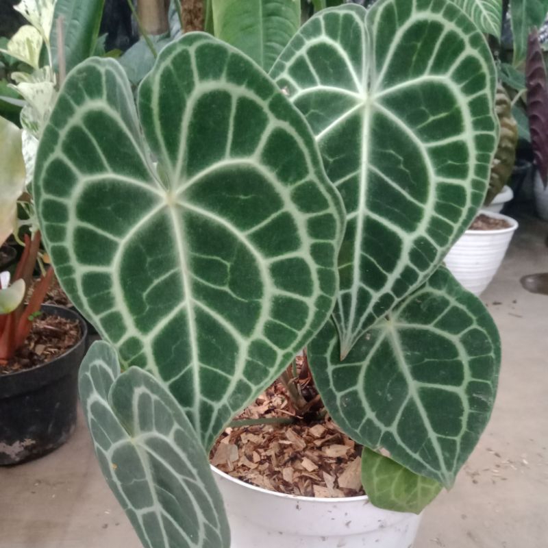 tanaman hias anthurium clarinervium queen