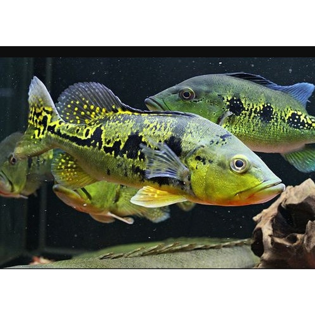 Isian Akuarium Pbass Kelberi (Baca Deskripsi)