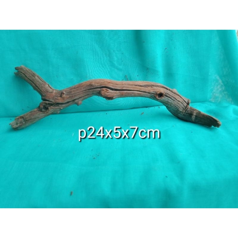 akar kayu santigi gunung