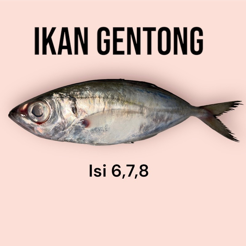 

ikan laut gentong beku fresh isi 6,7,8