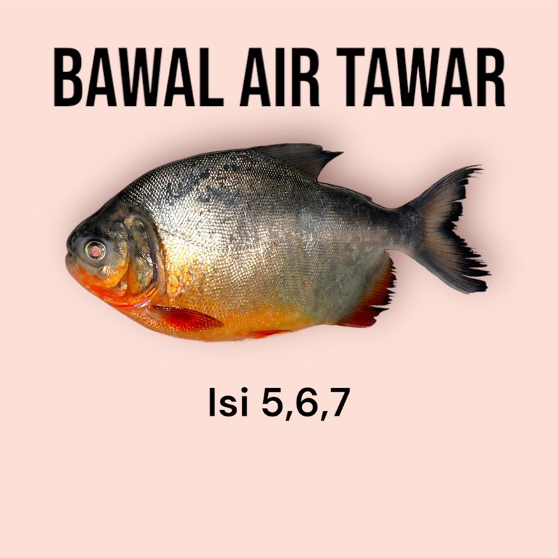 

bawal air tawar segar isi 5,6,7