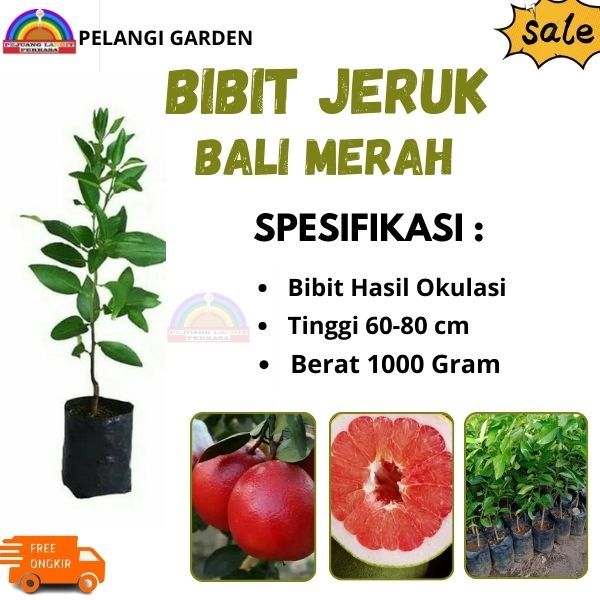 Bibit Jeruk Bali Merah, Bibit Jeruk Berbuah Bali Merah, Bibit Jeruk Bali Merah Unggul