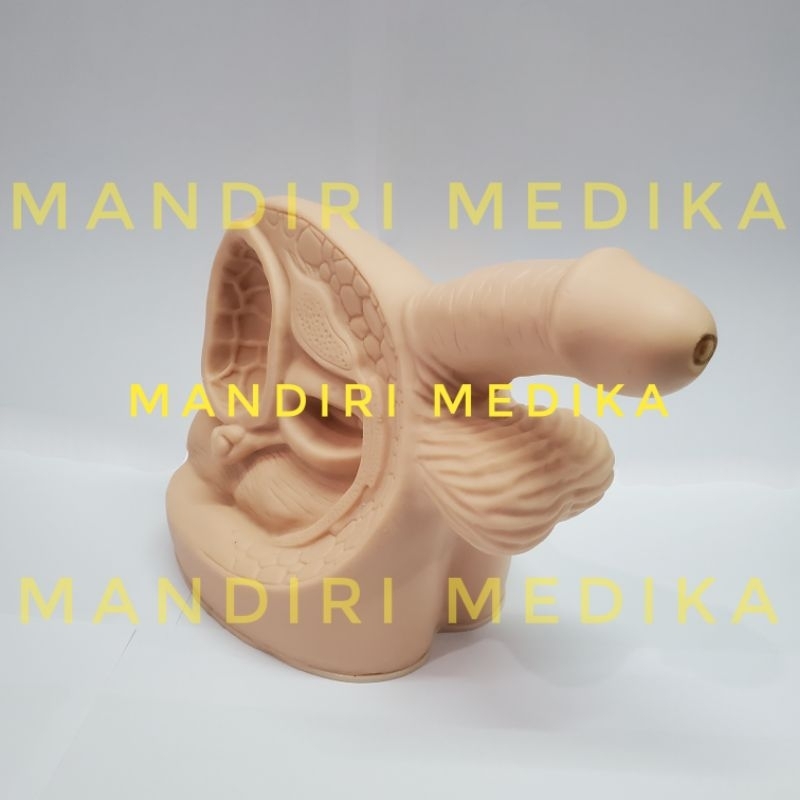 Manikin Alat Kelamin Pria GL9408 Alat Peraga Reproduksi Pria GL 9408-1