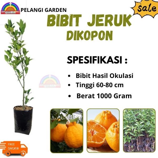 Bibit Jeruk Dekopon Berbuah, Bibit Jeruk Dekopon Unggul
